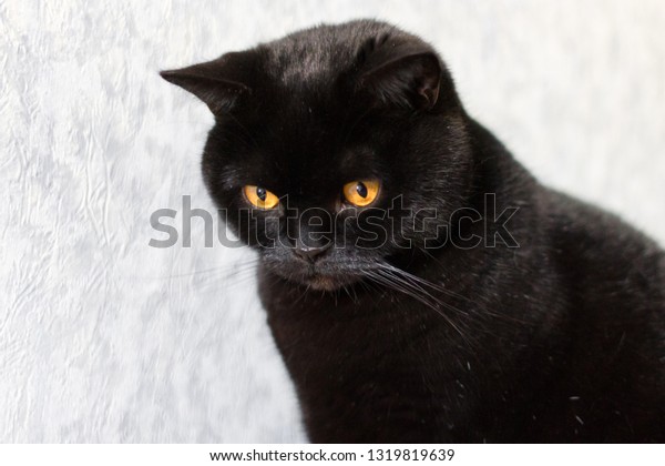 Cute Black Cat Black Pet Shiny Stock Photo Edit Now 1319819639