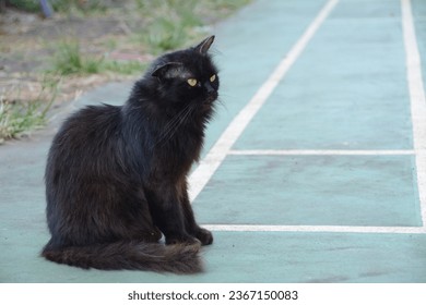cute black cat playing at the garden - Shutterstock ID 2367150083