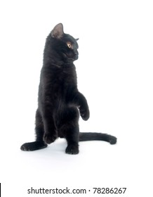 Cute Black Cat Playing And Jumping On White Background