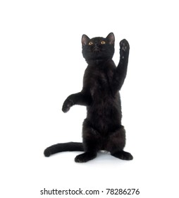 Cute Black Cat Playing And Jumping On White Background