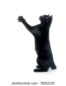 Cute Black Cat Playing And Jumping On White Background