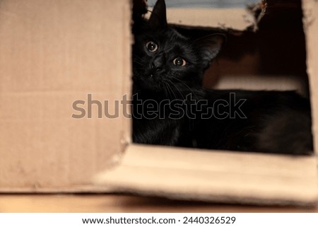 Cute black cat sitting, lying, sleeping, relaxing, hiding, playing in cardboard box, domestic cat in the cardboard box. paper box. cat curiously looks out