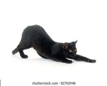 Cute Black Cat Stretching On White Background