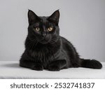 cute black cat in studio and white background