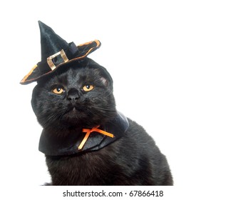 Cute Black Cat In A Witch Hat On White Background