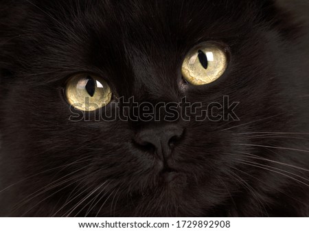cute black cat with yellow eyes on black background, close-up.