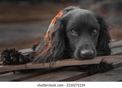 Cute Black Cocker Spaniel Dog Puppy In Hi Vis Coat Laying On Wooden Pallet Chewing Wood And Looking Super Cute With Shiny Hazel Eyes