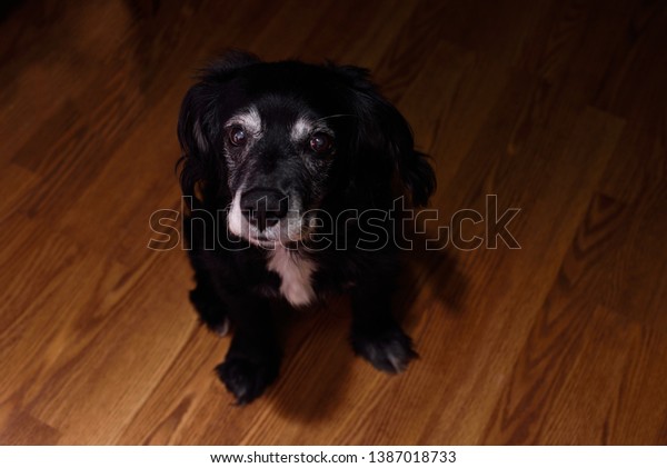 cocker lab mix