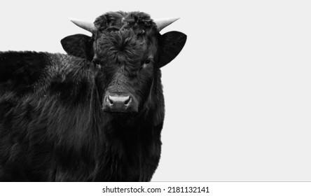 Cute Black Cow Closeup Face In The White Background