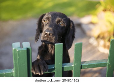 Cute Black Dog Behind The Garden Fence