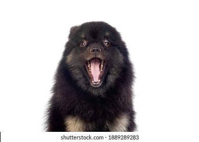 Cute Black Dog With A Fluffy Hair Isolated On A White Background