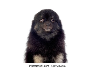 Cute black dog with a fluffy hair isolated on a white background