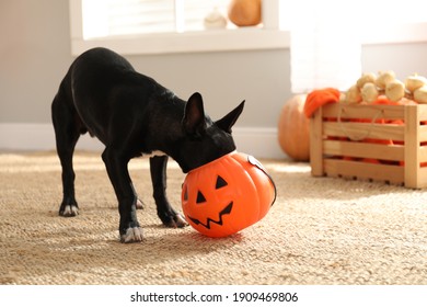 Cute Black Dog With Halloween Treat Bucket On Floor Indoors