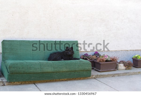 black dog couch