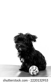 A Cute Black Dog Morkie Or Yorktese Or Malkie, Puppy The Age Of 4 Months, On Red Sofa Play With Ball. Breed From Maltese And Yorkshire Terrier Dogs. Isolated On White Background. Vertical.