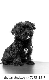 A Cute Black Dog Morkie Or Yorktese Or Malkie, Puppy The Age Of 4 Month, Isolated On White Background. Breed From Maltese And Yorkshire Terrier Dogs. Copy Space. Studio Vertical Shot.