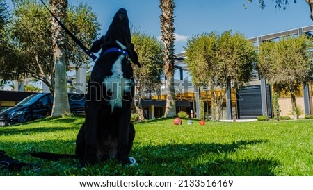 cute black dog on a leash stretching on the grass. dog with crosshairs