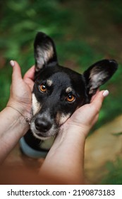 Cute Black Dog Portrait With Big Funny Ears