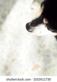 Cute Black Fat Lovely Miniature Pincher Dog With Brown Dog Eyes Curious Face Head-shot Nose Crop Close Up Outdoor On Country Home Garage Floor Top View From Above