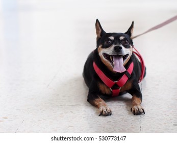 Cute Black Fat Lovely Miniature Pincher Dog With Brown Dog Eyes Alert Face Close Up Wearing Red Leash Resting Indoor On Clean Vet Floor Portraits View Waiting With Pet's Owner For The Doctor