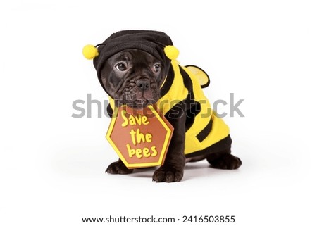 Cute black French Bulldog dog puppy dressed up with bee costume and 'Save the bees' sign on white background