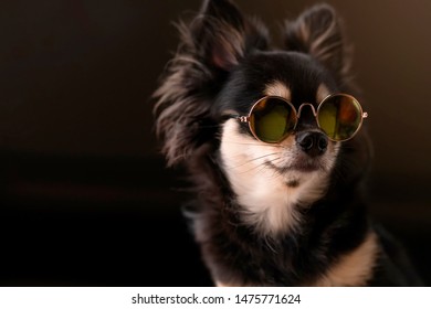 Cute Black Fur Color Chihuahua Wear Stock Photo 1475771624 | Shutterstock