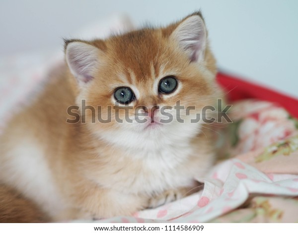 Cute Black Golden British Shorthair Kitten Stock Photo Edit Now