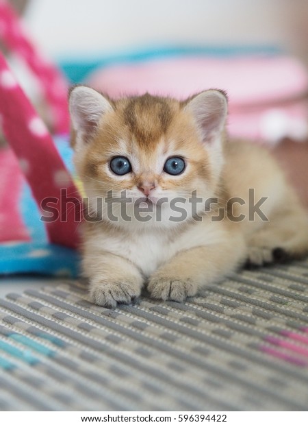 Cute Black Golden British Shorthair Kitten Stock Photo Edit Now