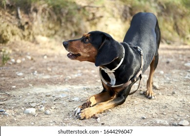 balkan hound