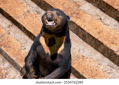Cute Black Honey Sun Bear Sitting on Concrete Steps