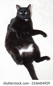 Cute Black Huge Cat With Green Eyes Lies Belly Up.Isolated White Background.