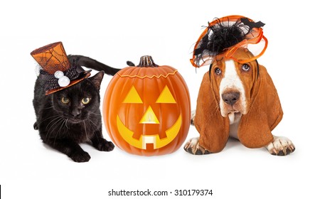 Cute black kitten and Basset Hound dog wearing funny and fancy Halloween hats laying with an illuminated jack-o-lantern pumpkin