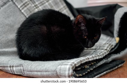 A Cute Black Kitten Snuggling On A Pet Bed