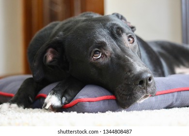 Cute Black Lab Dog Laying Down