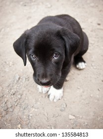 Cute black lab puppy in trouble, puppy eyes
