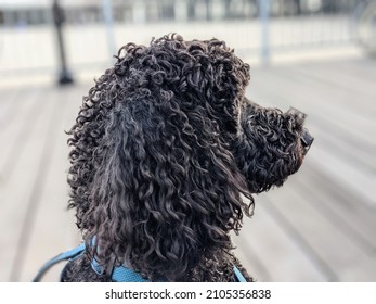 Cute Black Labradoodle Goldendoodle Dog