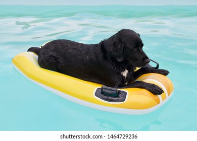 Cute Black labrador dog floating on a swimming pool