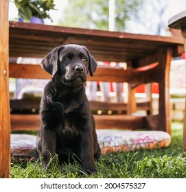 Cute Black Labrador Puppy Under A Brown Table On The Backyard Of A Country House