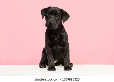 Cute black labrador retriever puppy looking at the camera on a pink background sitting on a white couch