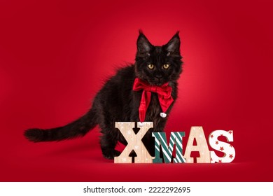 Cute Black Maine Coon Cat Kitten Wearing Red Velvet Bow Tie, Standing Behind Wooden Christmas Decoration. Looking Straight To Camera. Isolated On A Vibrant Red Background.