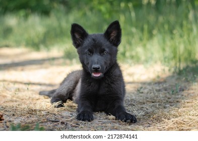 Cute black mix breed puppy in grass. Outbred dog in summer forest