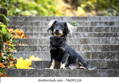 Cute Black Mixed-breed Dog (mutt) Sitting On The Stairs In The Park (autumn Season)