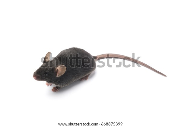 cute black mouse