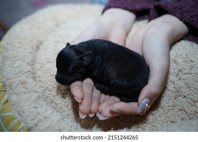 A Cute Black Newborn Baby Dog On Female Hands At Home