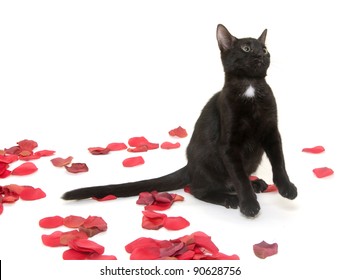 Cute Black Pet Cat With Rose Pedals On White Background