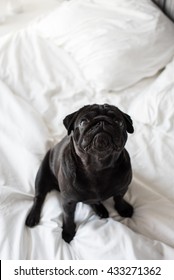 Cute Black Pug Dog Sitting On A Hotel Bed Is Waiting For Some Snacks.