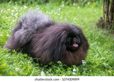 cute black puppy funny pekingese dog on grass