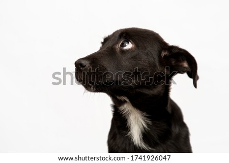 cute black puppy isolated on white. baby mutt dog looking sad