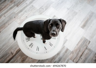 Cute black puppy looking up and sitting on the clock table