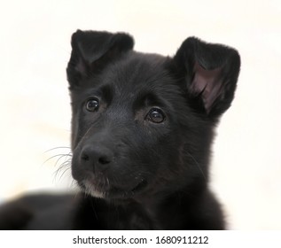 lab and terrier mix